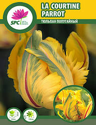 Тюльпан La Courtine Parrot
