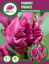 Тюльпан Parrot Prince