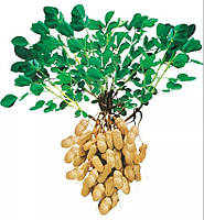 Семена Арахис посадочный сорт Акуджава / 1 кг