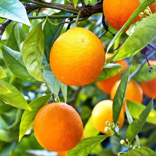 Саджанці апельсина Вашингтон Навел (Citrus sinensis Washington navel)