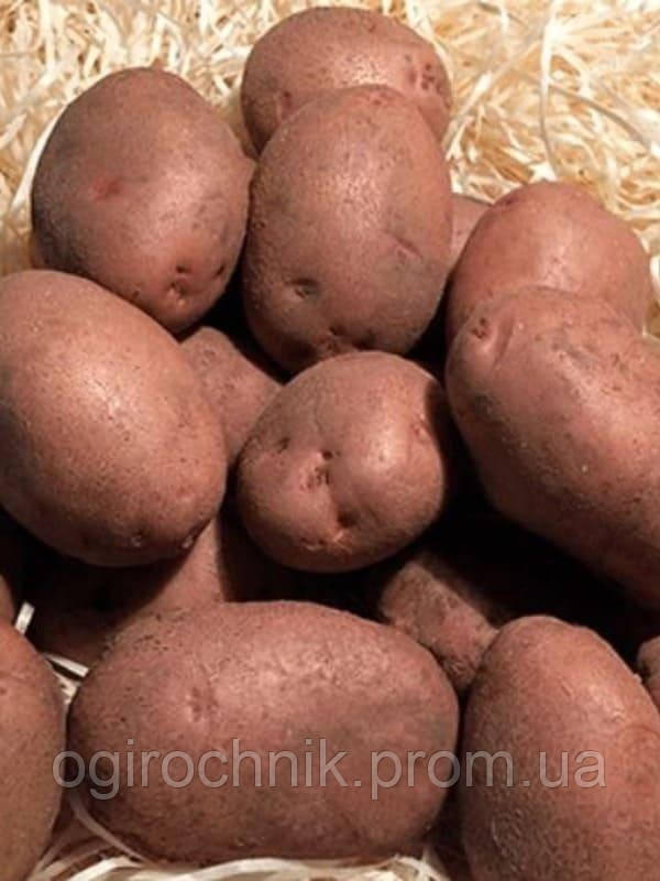 Картофель семенной Agrico Голландия, сорт Эволюшн ранний, 2.5 кг - фото 3 - id-p1445553549