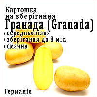 Картофель семенной Гранада (Grаnаdа), Германия, среднепоздний, 1 кг