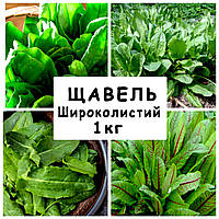Семена Щавель Широколистный многолетний, 1 кг
