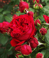 Ред Еден Роуз — паркова троянда (шраб)