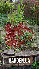 Щепа (тріска) декоративна кольорова GARDEN, 50л, червона, квадратна, 140, фото 3