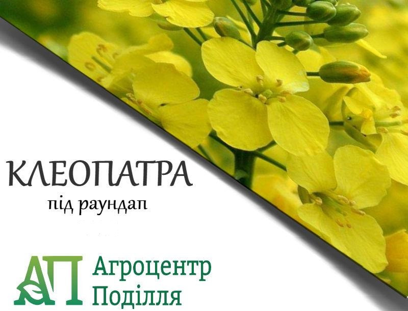 Ріпак озимий КЛЕОПАТРА РС толерантний до глифосату 305-310 дн.