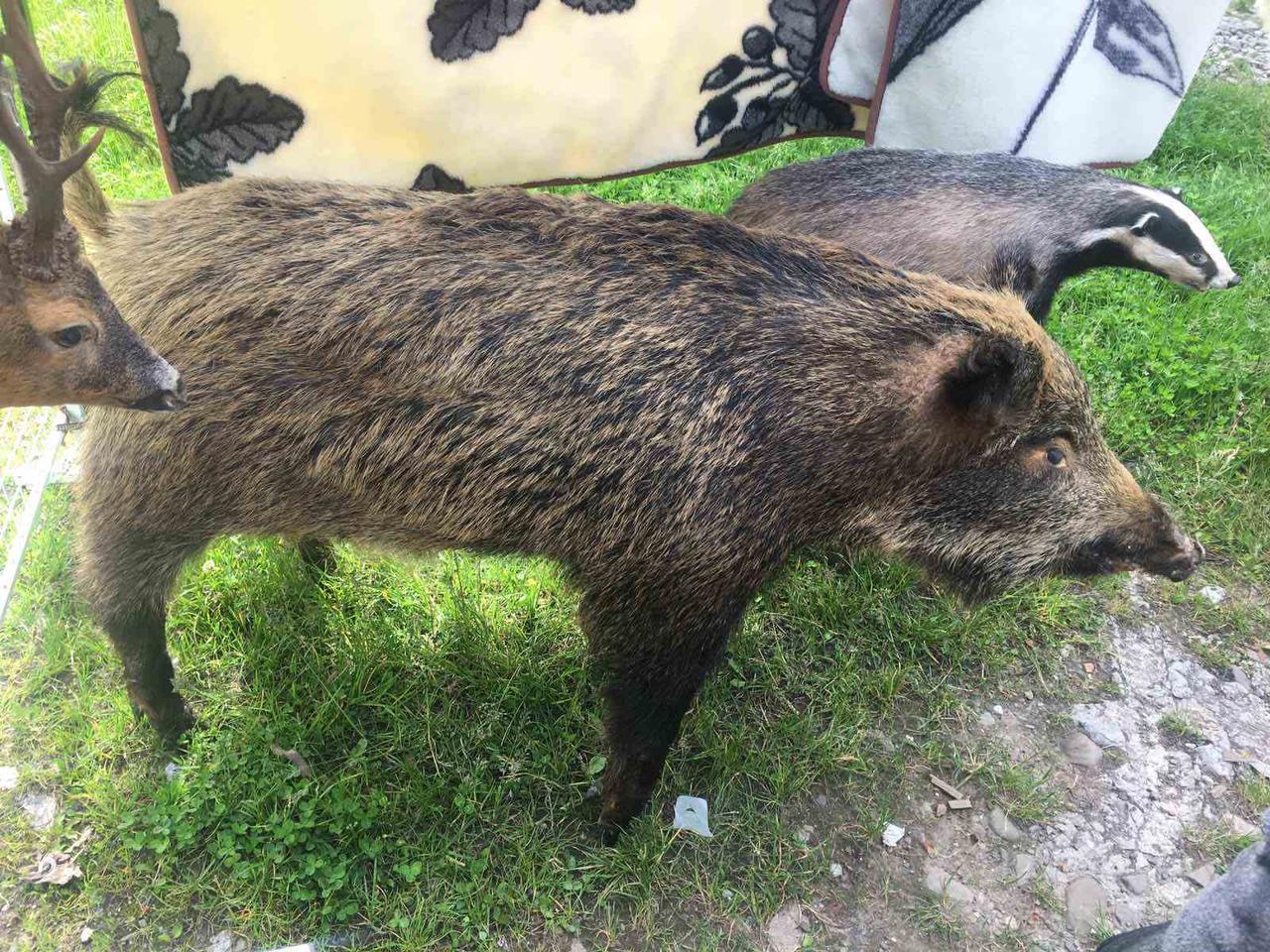 Чучело кабана в повний зріст I Чучело дикого кабана