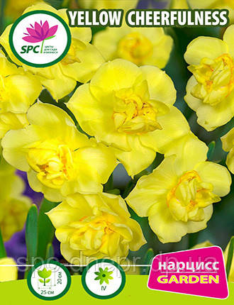 Нарцис махровий (сімейка) Yellow Cheerfulness