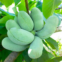 Саджанці Азіміни трибола Прима 1216 (бананове дерево) (2-х літня) - самоплідна, морозостійка С1 (ПКС)