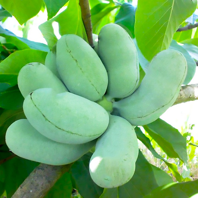 Саджанці Азіміни трилоба Прима 1216 (бананове дерево) - самоплідна, морозостійка, великоплідна С1 (ПКС)