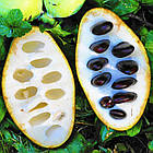 Саджанці Азіміни трьохлопатева Мітчелл (бананове дерево) (2-х річна) - дводомна, морозостійка Р9 (ПКС), фото 3