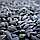 Насіння соняшнику ЭКОНОМ+ ТМ "Лускунчик-Смакунчик" смажені 80 г (продаються паками 10 шт по 10,50 грн), фото 2