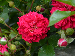 Хеллоу - роза почвопокровная