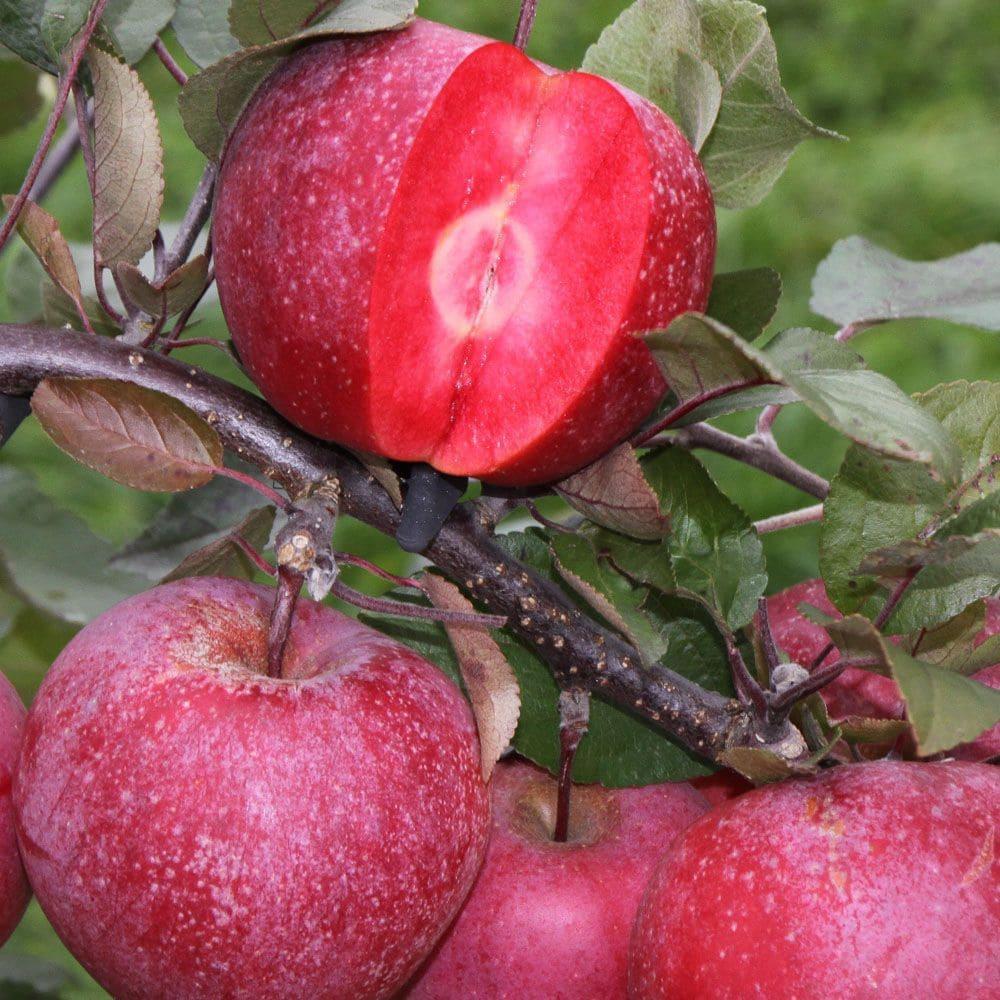 Саджанці яблуні "ДЖЕРОМІНІ". Сорт середнього дозрівання плодів.