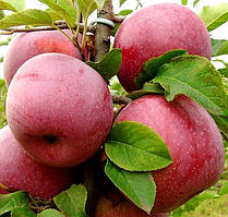 Саджанці яблуні "ФЛОРИНА". Сорт середнього дозрівання плодів.