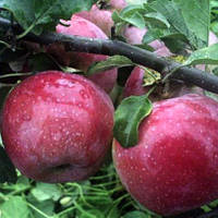 Саджанці яблуні "ЛІБЕРТІ". Сорт середнього дозрівання плодів.
