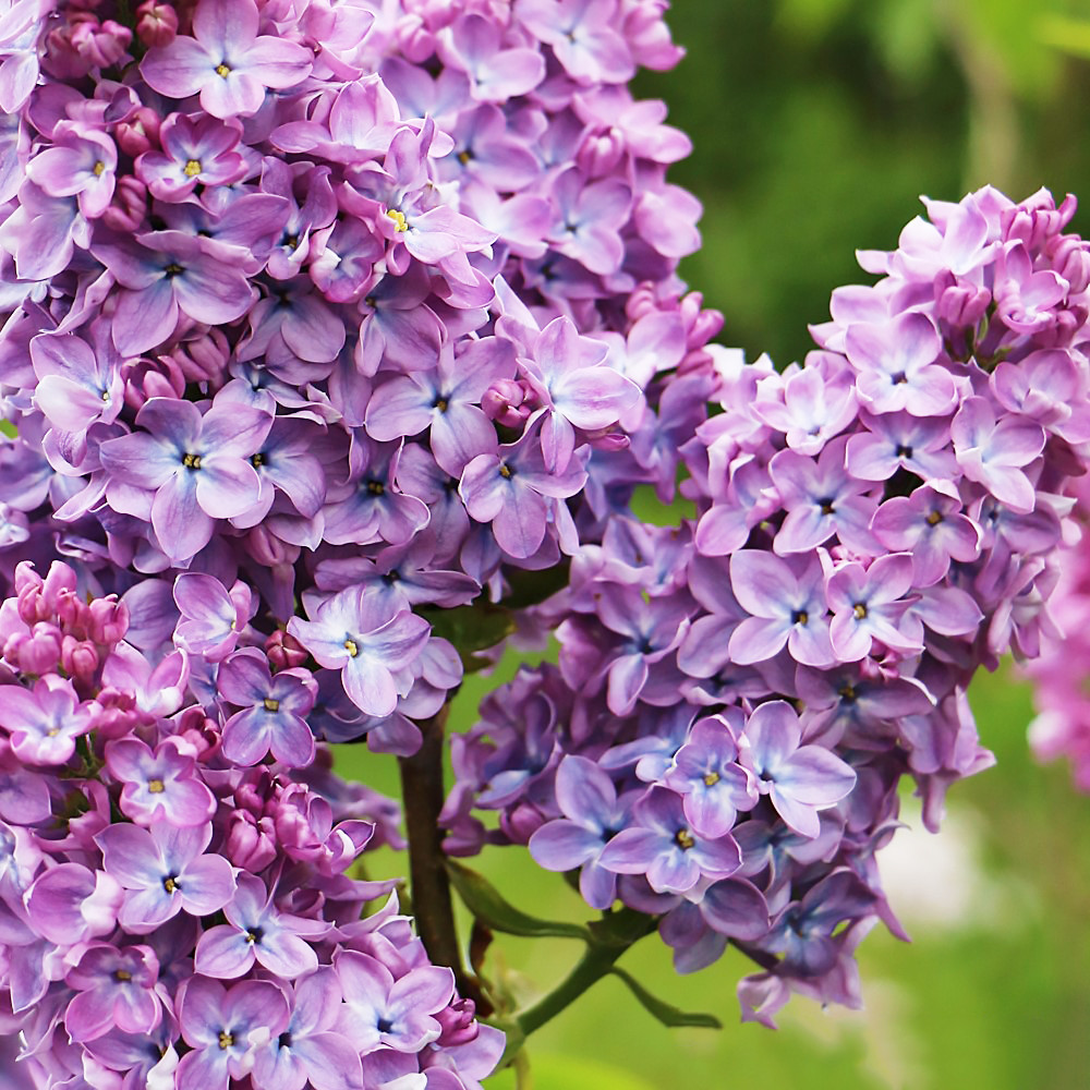 Саджанці Бузку Анабель (Syringa Anabel)