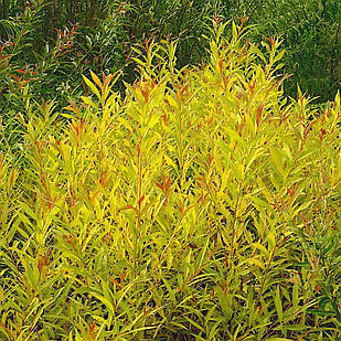 Саджанці Верби білої Ауреа (Salix alba Aurea) Р9