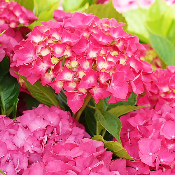 Саджанці Гортензії крупнолистої Сибілла / Мася (Hydrangea macrophylla Sibilla / Masja) Р9, фото 1