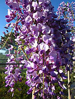 Глициния китайская "Аметист". Wisteria sinensis "Amethyst".