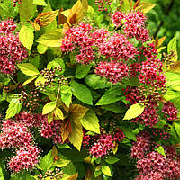 Спірея японська Меджик Карпет / Spiraea japonica Magic Carpet С5 Н30-40