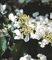 Калина складчата Ланарт / Viburnum plicatum lanarth С3 / Н 40-60