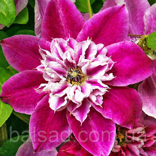 Клематис Май Дарлінг / С2 / Clematis My Darling