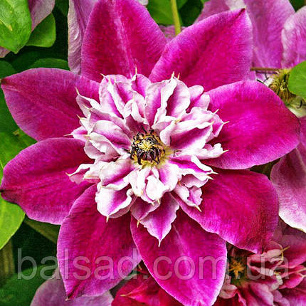 Клематис Май Дарлінг / С2 / Clematis My Darling, фото 1