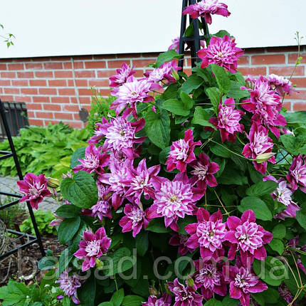 Клематис Май Дарлінг / С2 / Clematis My Darling, фото 3