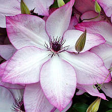 Клематис Утопія / С2 / Clematis Utopia