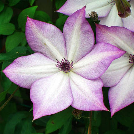 Клематис Утопія / С2 / Clematis Utopia, фото 2