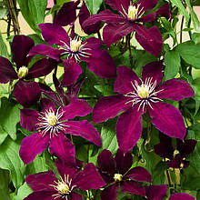 Клематис Ніобе / С2 / 3 роки / Clematis Niobe