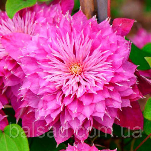 Клематис Кайзер / С2 / 3 роки / h 80-100 / Clematis Kaiser