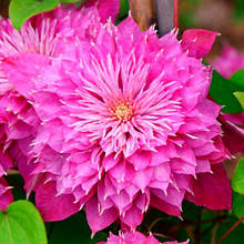 Клематис Кайзер / С2 / 3 роки / h 80-100 / Clematis Kaiser