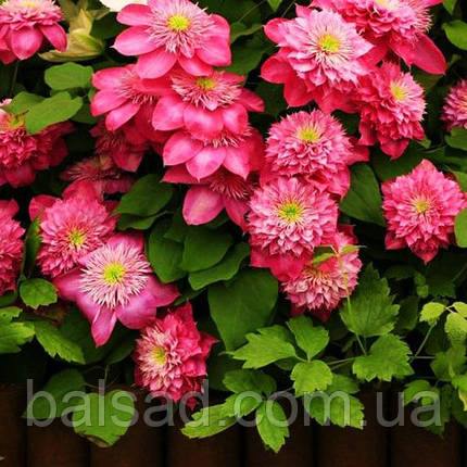 Клематис Кайзер / С2 / 3 роки / h 80-100 / Clematis Kaiser, фото 3