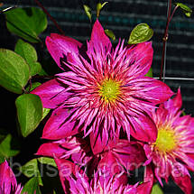 Клематис Кайзер / С2 / 3 роки / h 80-100 / Clematis Kaiser, фото 4