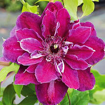 Клематис Май Б'юті / С2 / h 80-100 / Clematis My Beauty, фото 3