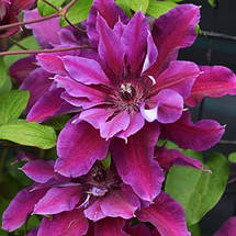 Клематис Май Б'юті / С2 / h 80-100 / Clematis My Beauty, фото 4
