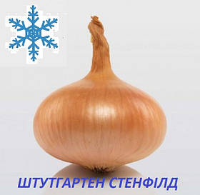 Цибуля сівок озима Штутгартен Стенфілд 8/21 (Stuttgarter Stanfield) 1кг