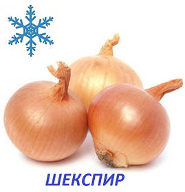 Озима цибуля сіянка Шекспір 8/16 1кг/ ТОР