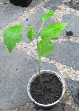 Гібіскус чагарниковий зимовостійкий бузковий. Сеянці в контейнерах Д5., фото 1