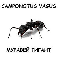 Camponotus Vagus Муравей Гигант для муравьиной фермы (формикария) / Колония муравьев