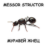 Messor structor муравей жнец (матка + 10 муравьев) для муравьиной фермы (формикария) / Колония муравьев