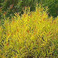 Саджанці Верби білої Ауреа (Salix alba Aurea)