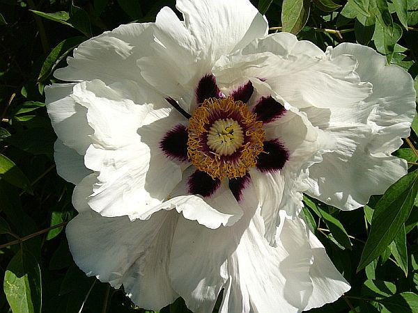 Півонія деревинна White 1 рік, фото 1