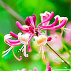 Саджанці Жимолость капріфоль (Lonicera caprifolium) Р9, фото 3