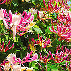 Саджанці Жимолость капріфоль (Lonicera caprifolium) Р9, фото 4