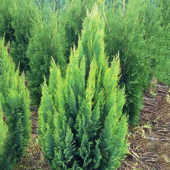 Саджанці Кипарисовика Лавсона Алюмі голд, 4-х річний (Chamaecyparis lawsoniana Alumigold) С3
