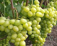 Саженцы винограда Слава Украине