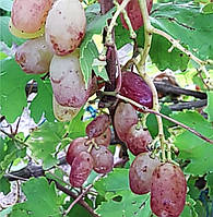 Саженцы винограда Сладкие пальчики